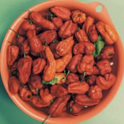 Chili de Monoloco
